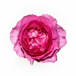 Ив Пьяже (Yves Piaget) — именитая пионовидная душистая роза