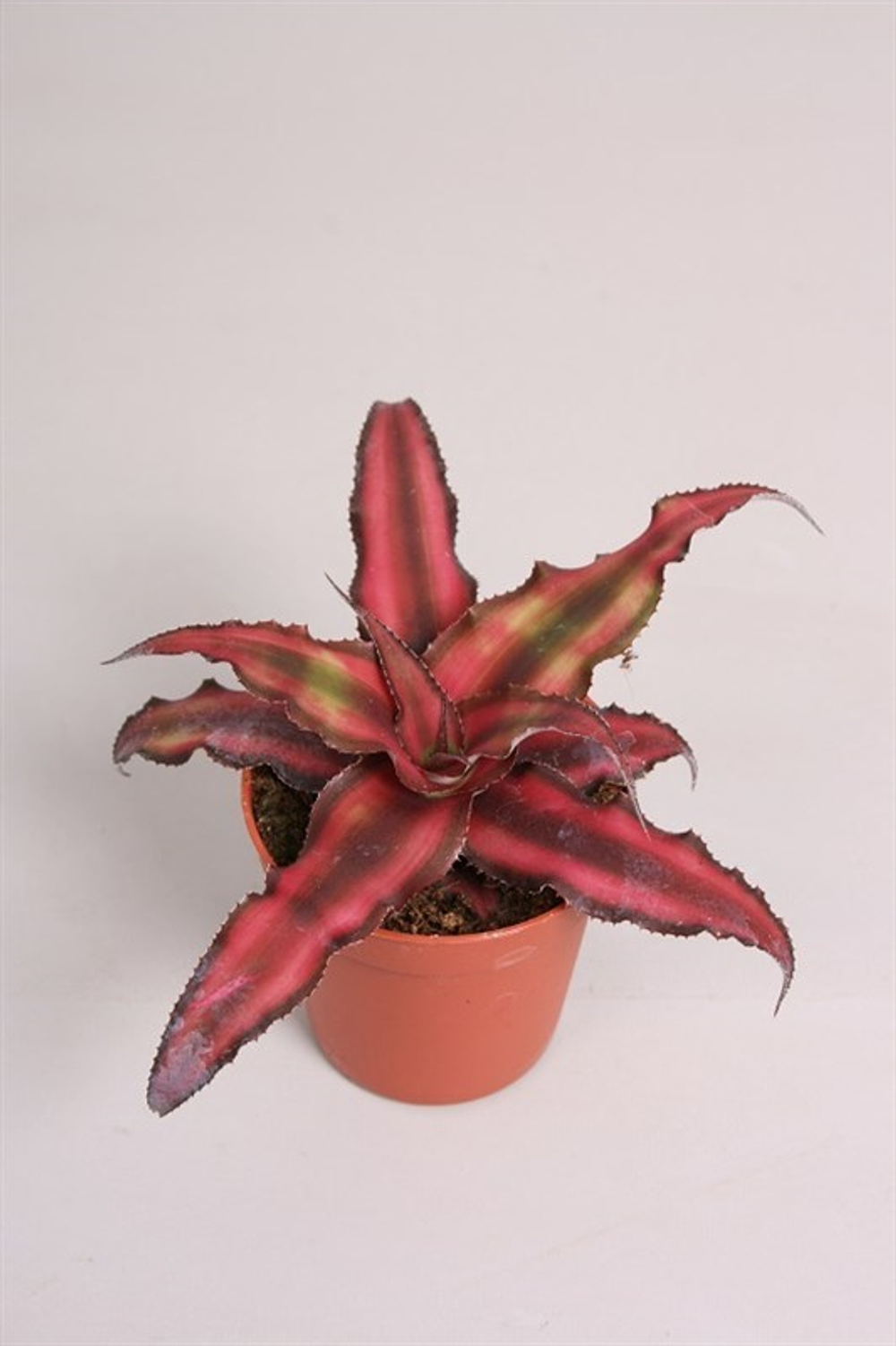 Криптантус (Бромелия) Китай