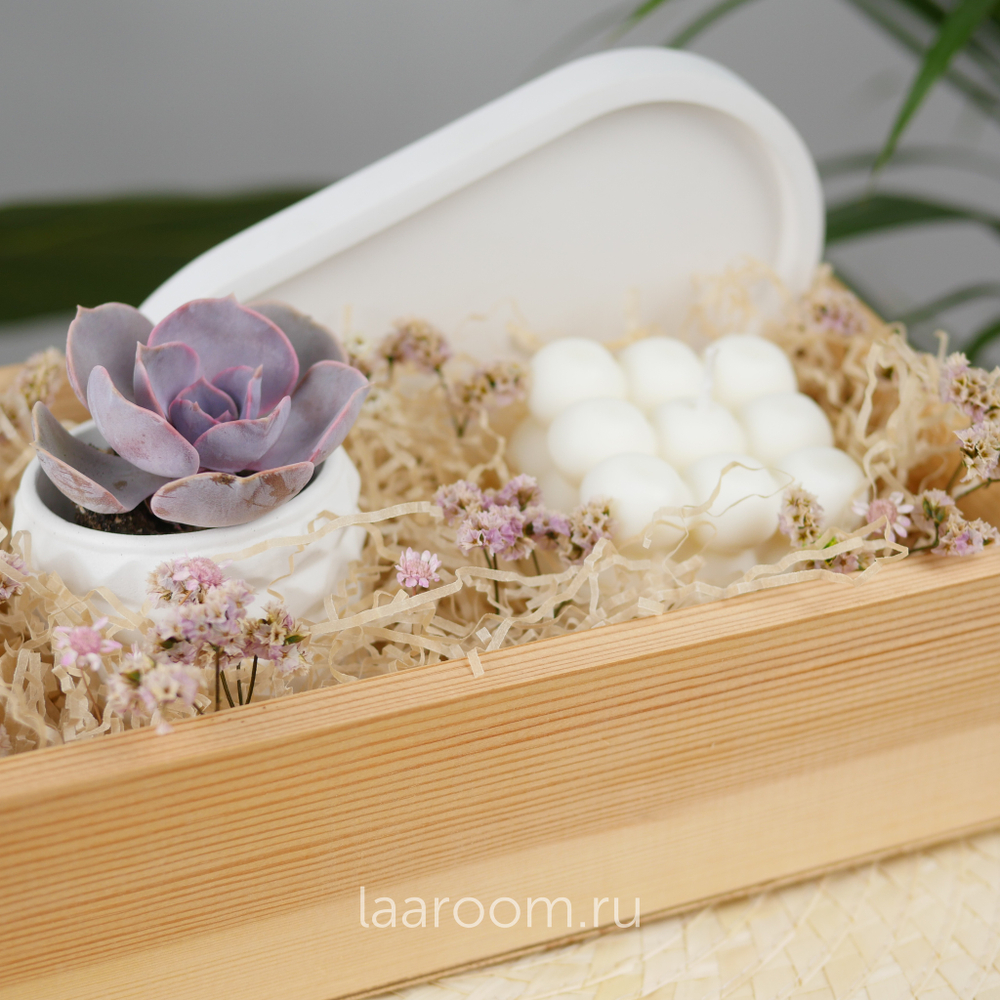 Подарочный бокс суккулент + свеча №4