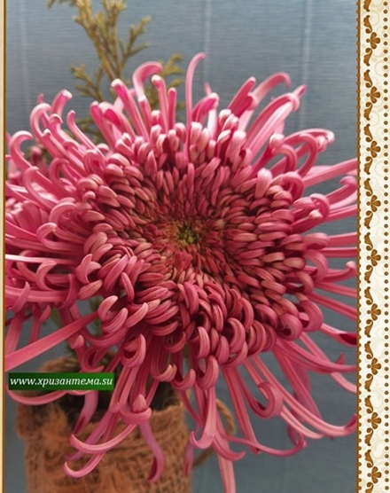 Хризантема одноголовая Saratov /о.41 /поставка весна 2026г/