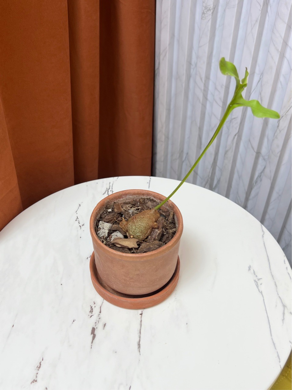 Леканоптерис Крустацея, Папоротник, D9см Н15см, 1шт, Urban Jungle (2962)
