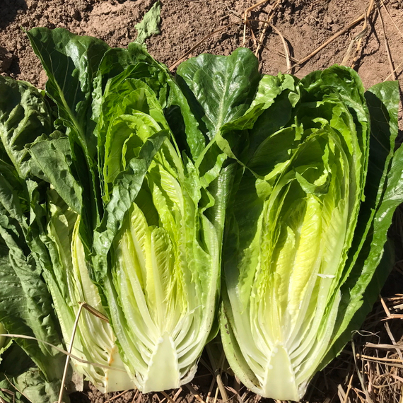 Квинтус семена салата ромэн (Rijk Zwaan /ALEXAGRO) культура – фото 10