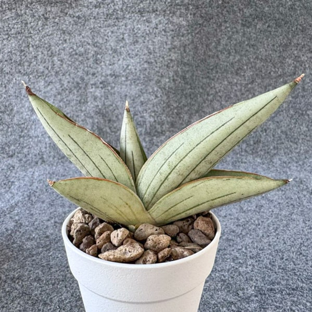 Сансевиерия RUGBY