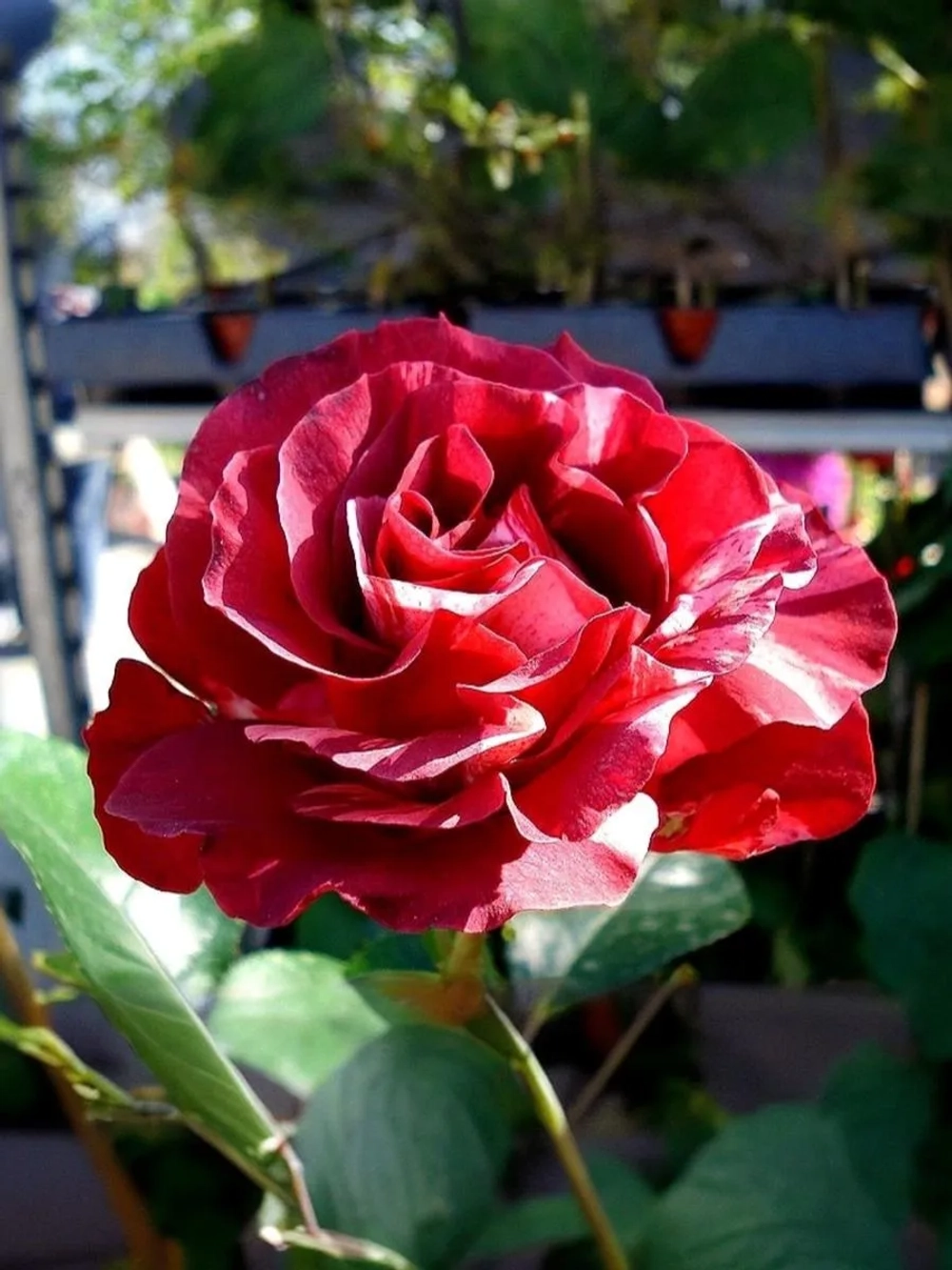 Роза плетистая Брауни