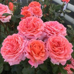 Амур де Молен (Amour de Molene)