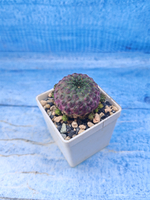 Sulcorebutia rauschii (Сулькоребуция)