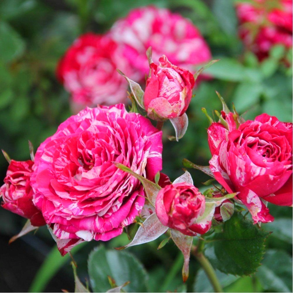 Роза Пинк Арроу фолиес (спрей) пурпурно-розовая