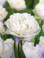 Тюльпан Махрово-бахромчатый Сноу Кристал