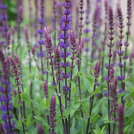Шалфей дубравный "Caradonna". Salvia nemorosa "Caradonna".