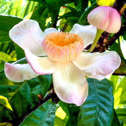 Густавия грасиллима – Gustavia gracilima