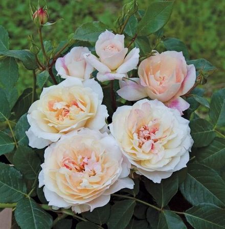 Миколь Фонтана (Micol Fontana)