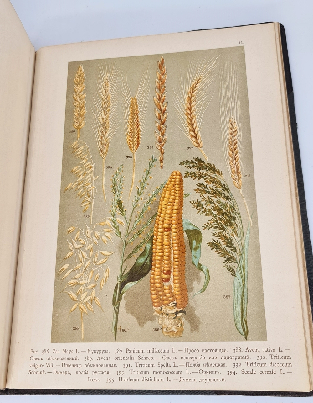 "Ботанический атлас по системе де-Кандоля". К.Гофман. 1899 г. - редкая книга