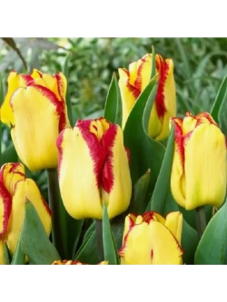 Тюльпаны Ghost Town 4 шт, набор луковиц