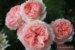 Филинг (Feeling)