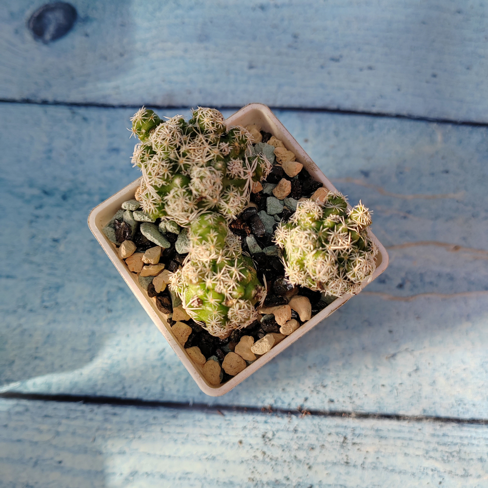 Mammillaria Vetula (Маммилярия)
