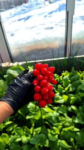 ДОНАР F1 семена редиса Syngenta цена