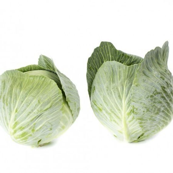 ЛАГРИМА F1 семена капусты белокочанной Rijk Zwaan цена