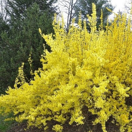 Форзиция средняя Миниголд