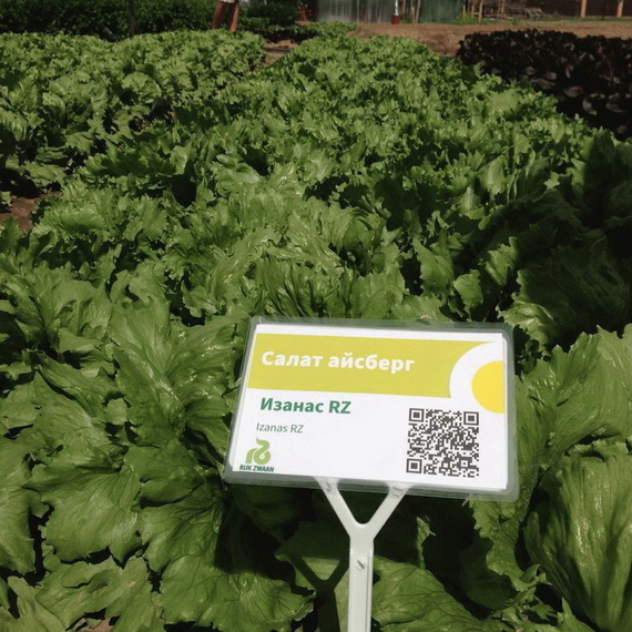 ИЗАНАС семена салата Rijk Zwaan характеристика – фото 7