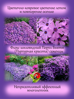 Флокс шиловидный Перпл Бьюти сиреневый