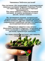 Крестовник Гвозделистный Макси