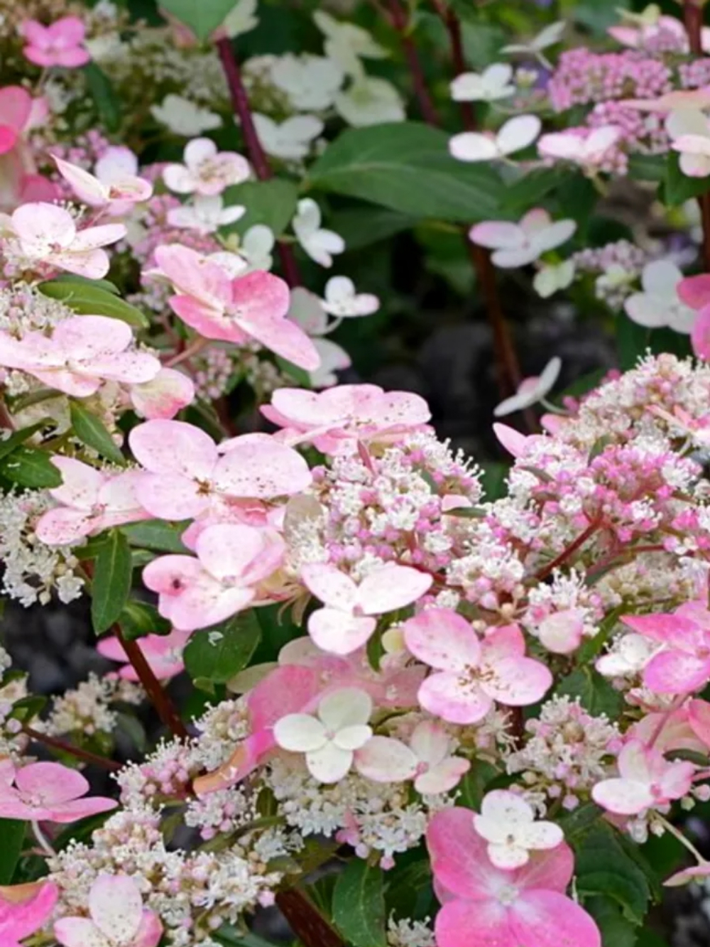 Прим Ред (Prim Red) гортензия