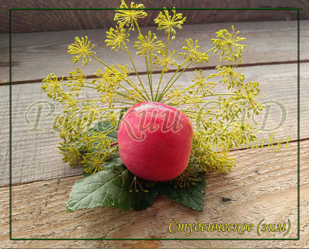 Яблоня Студенческое