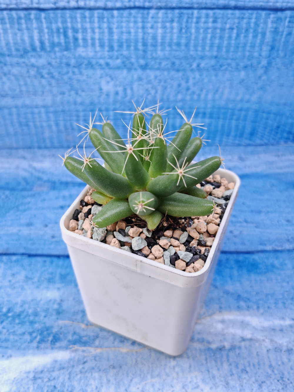 Dolichothele Longimamma (Долихотеле)