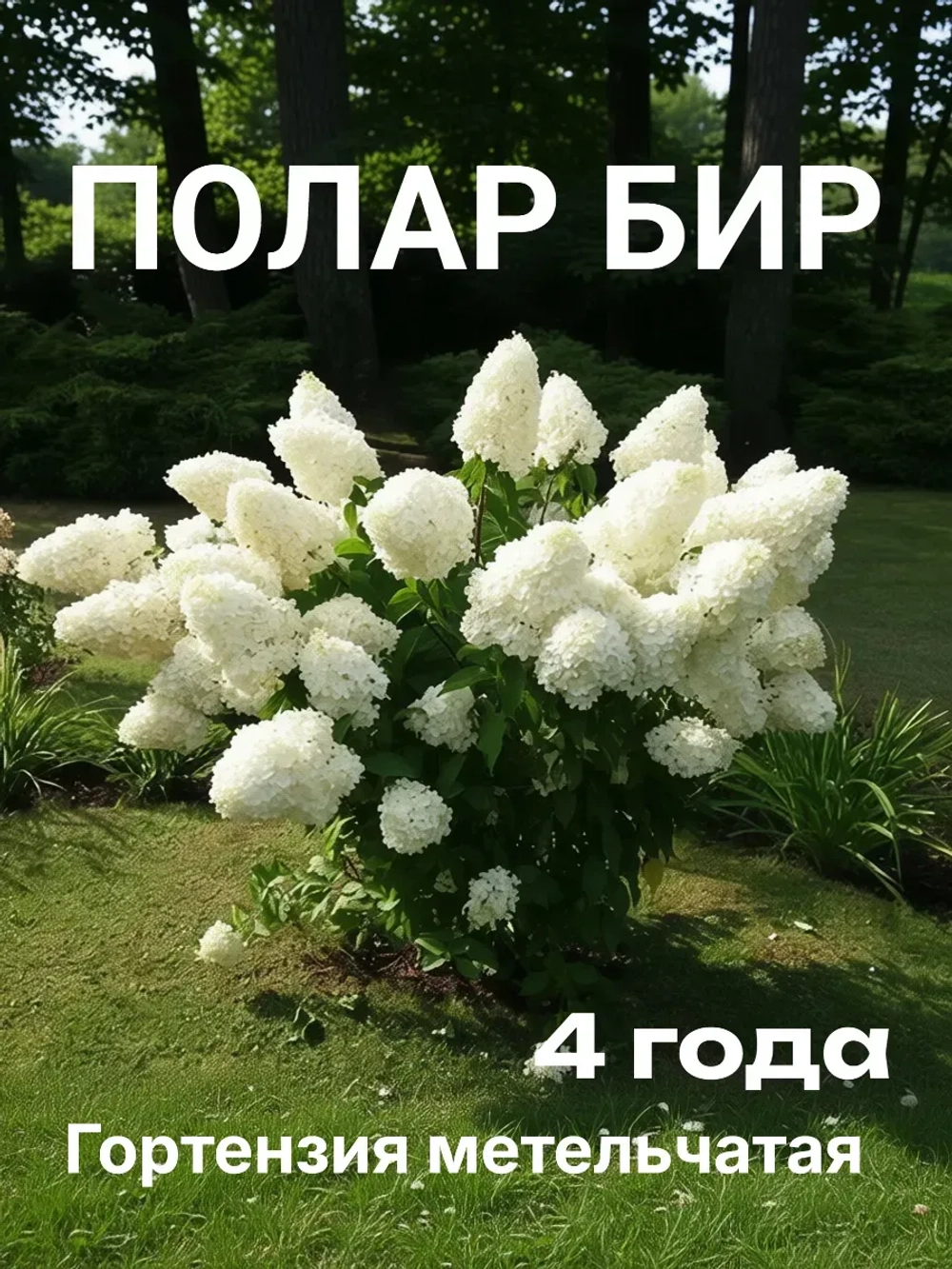 Полар Бир гортензия метельчатая