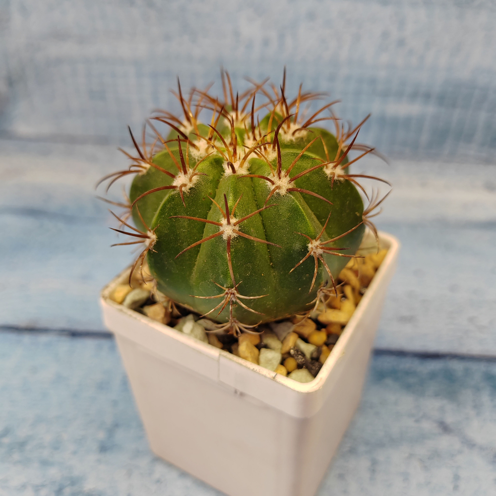 Melocactus Diersianus (Мелокактус)