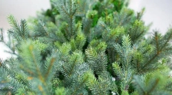 Интерьерная искусственная елка Сказочная Премиум 5,5 м., ствольная, Литая хвоя+ПВХ, Green Trees (GT5,5SK)