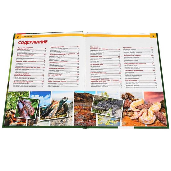 Энциклопедия А4 с развивающими заданиями. Рептилии. Формат: 197х255 мм. 48 стр. Умка