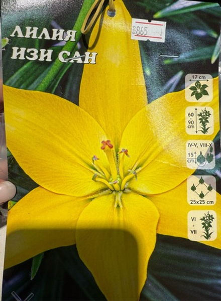 Лилия Изи Сан 12/14 5 шт Садовита