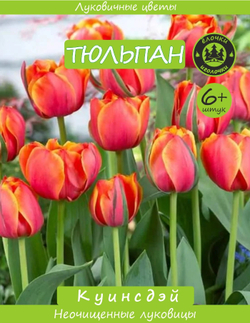 Тюльпан Луковица, Куинсдэй, 6+ шт