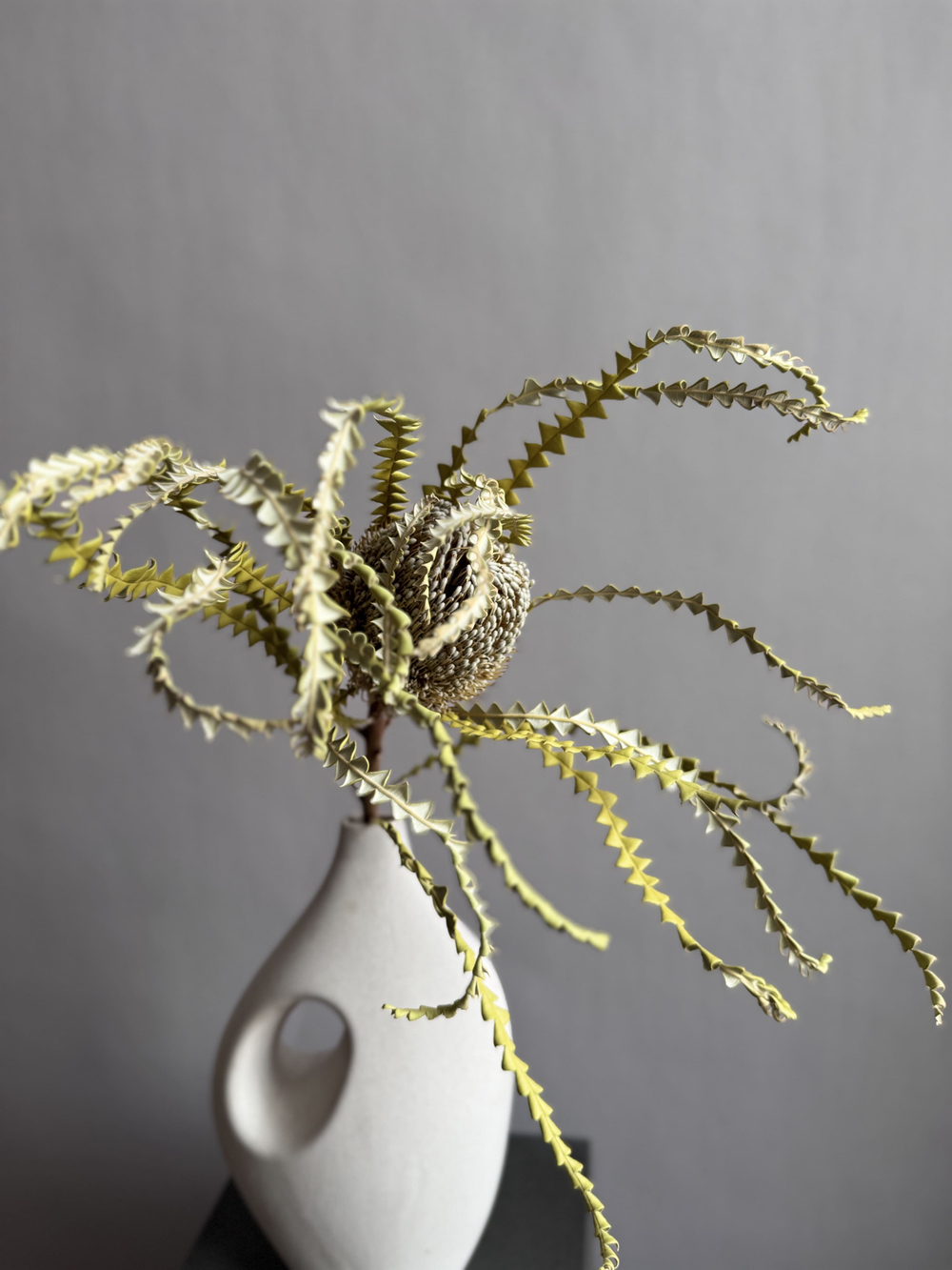 Банксия Специоза натуральная