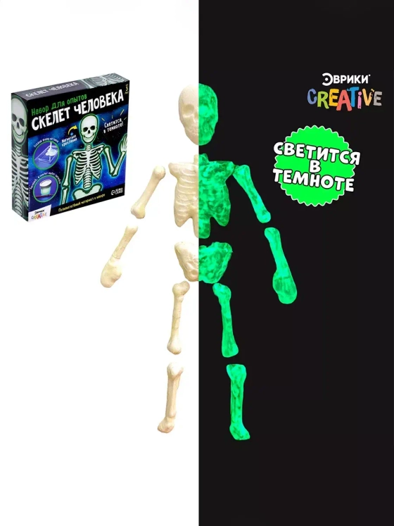 Научный опыт Гипсовый скелет человека Эврики