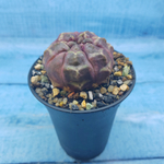 Gymnocalycium Daydream (Гимнокалициум)