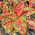 Аглаонема MAHA SEDTHEE