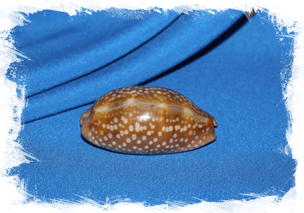 Ципрея цервинетта (Cypraea cervinetta)