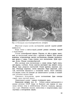 Болезни собак и кошек | С.И. Братюха; И.С. Нагорный