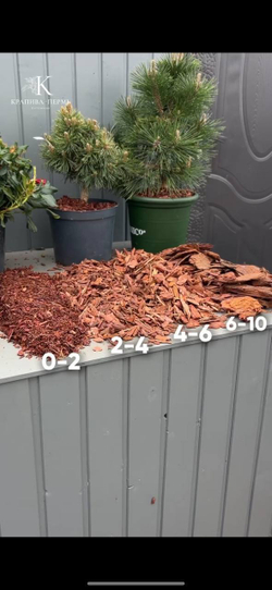 Кора сибирской лиственницы фракция 6-10 см Закупка М68 апрель 2026