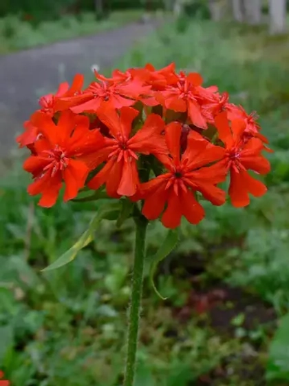 Лихнис халцедонский