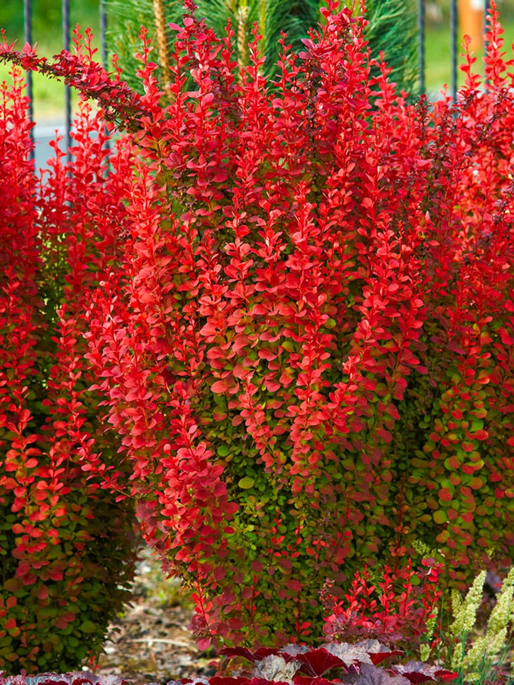 Барбарис Тунберга Ред Рокет С3 30-40