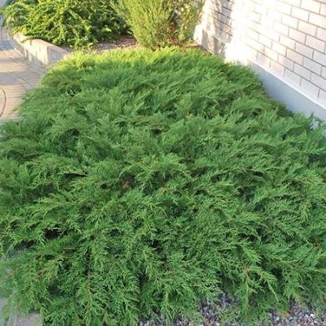 Микробиота