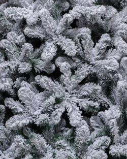 Искусственная елка Эверест заснеженная 270 см., мягкая хвоя, ЕлкиТорг (132270)