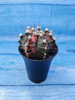Gymnocalycium Variegata (Гимнокалициум Вариегатный)