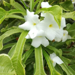 Плюмерия пудика VAR ARROW LEAF