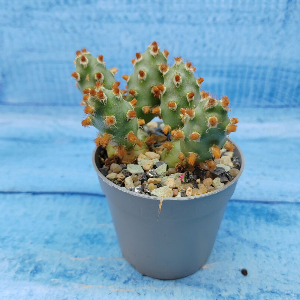 Tephrocactus Molinensis Red Glochids (Тефрокактус)