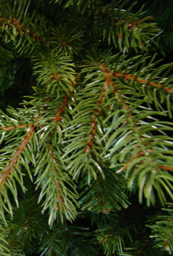 Сосна 260 см Black Box Датская Голландия фрагмент