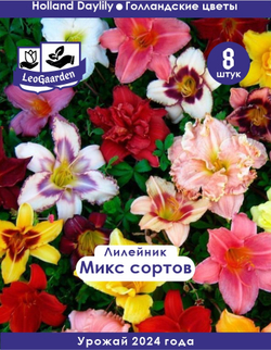 Лилейник Корневище, микс сорта, 8шт